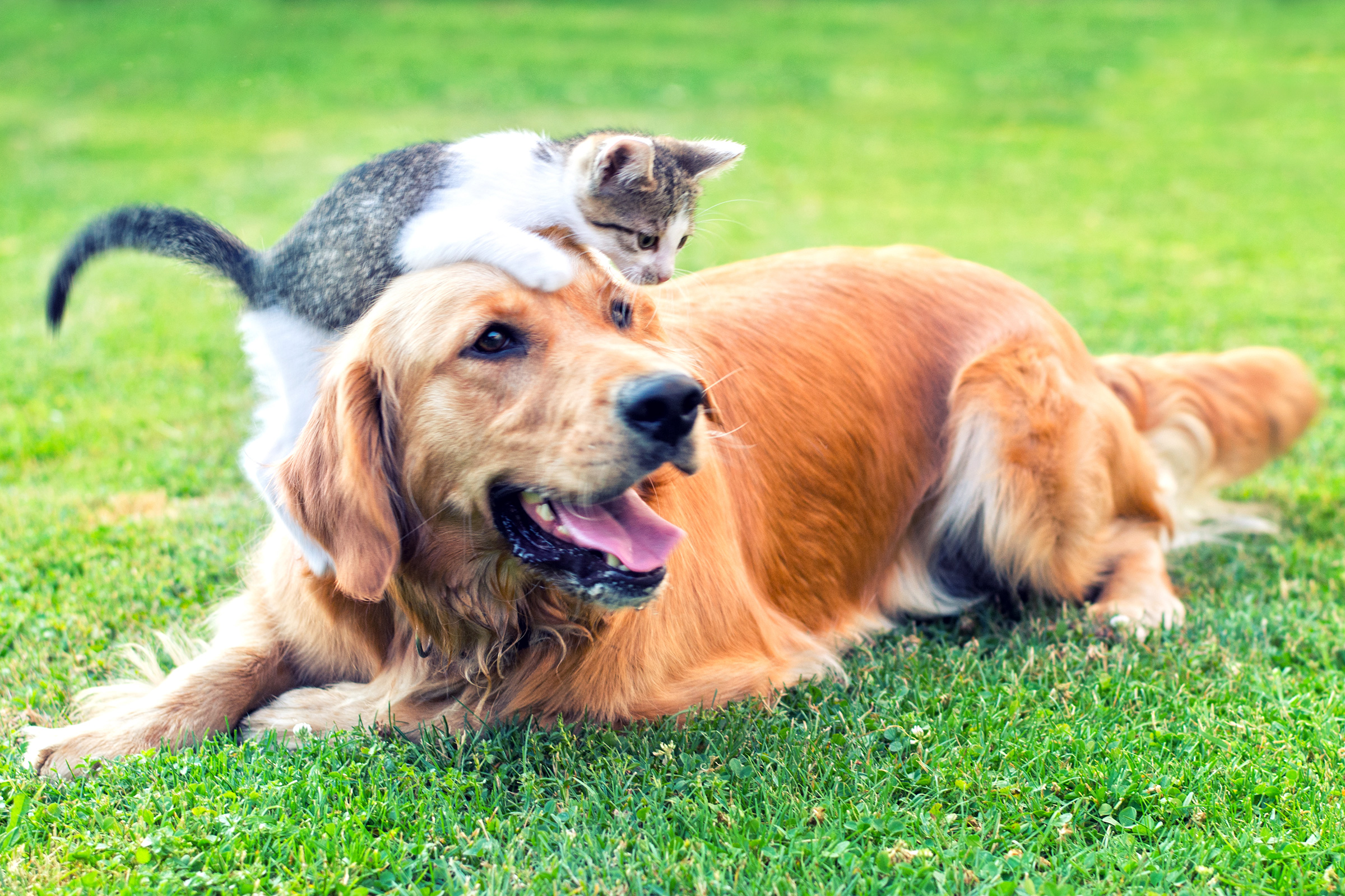 Pet dog cat. Кошки и собаки. Здоровая собака. Ретривер и рыжий кот на природе. Питомцы дружелюбные.